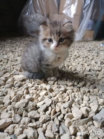 Котята в добрые руки бесплатно