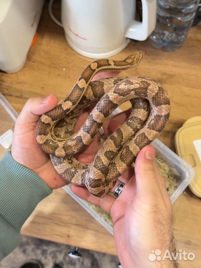 Змея полоз самец