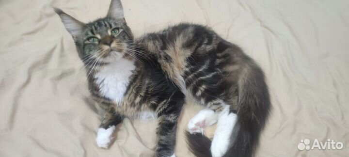 Мейн-кун кошка 1 год