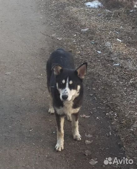 Собака в добрые руки отдам бесплатно