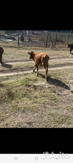 Бычок и телки