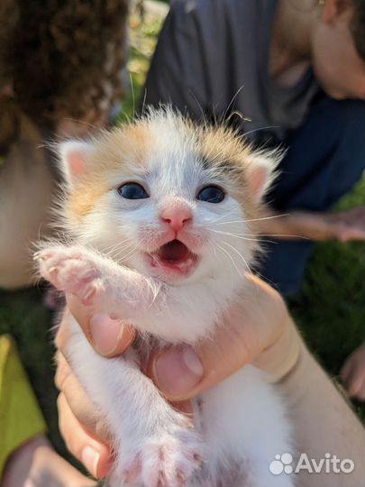 Пушистое счастье