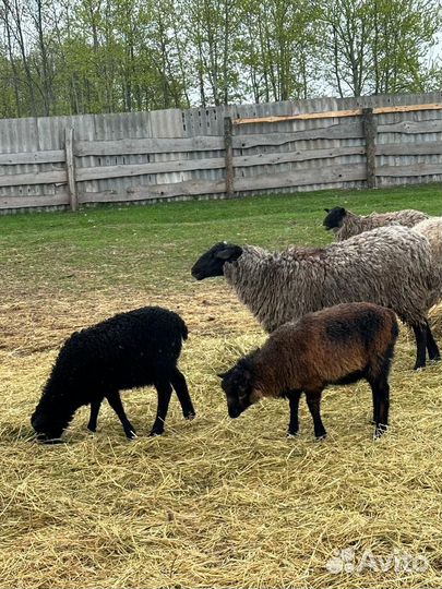 Молодые ярки