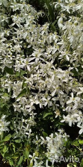 Клематис Белое облако Маньчжурский