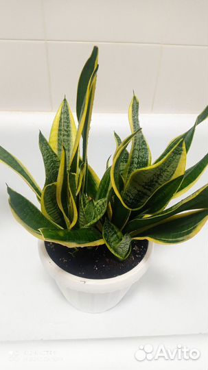 Замиокулькас крассула сансевьерия хавортия