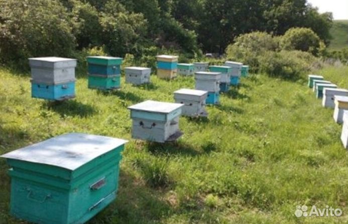 Мед натуральный Алтайский оптом от 16кг