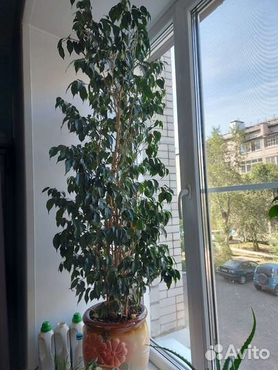 Фикус бенджамина