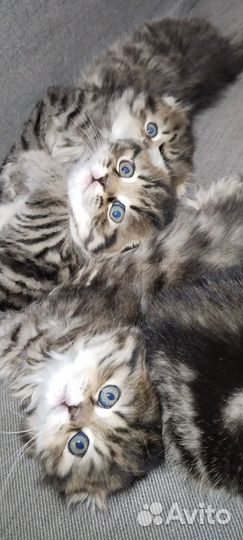 Котята шотландский скотишь фолд
