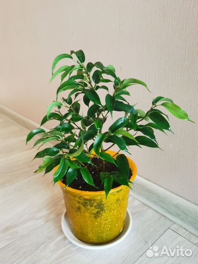 Продам фикус Наташа