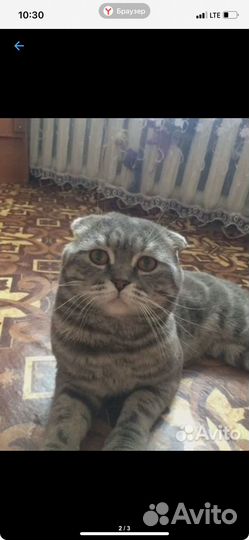 Продам очаровательных котят
