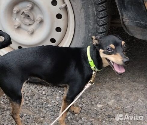 Продается собака
