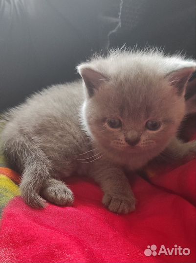 Британские котята