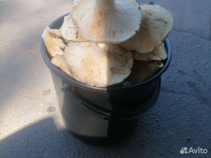 Грибы грузди свежие