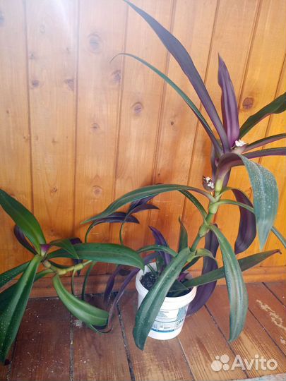 Комнатные растения