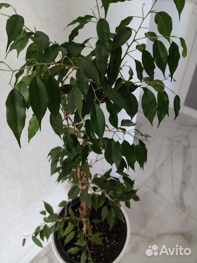 Фикус бенджамина