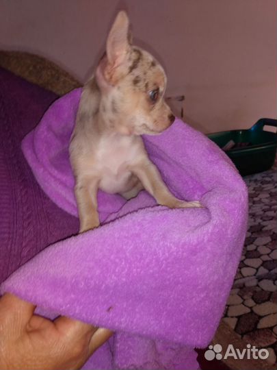 Эксклюзивчик