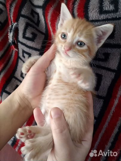 Котёнок- мальчик
