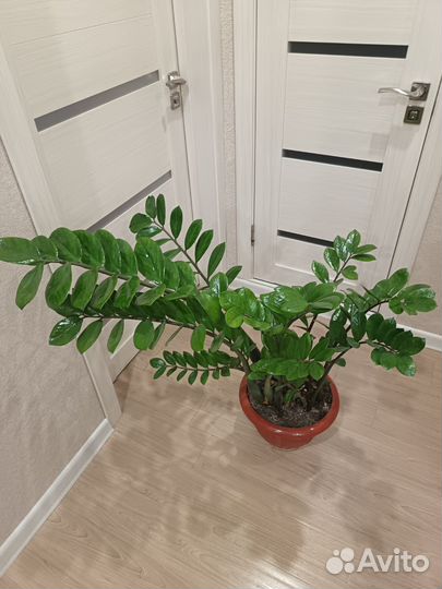 Замиокулькас