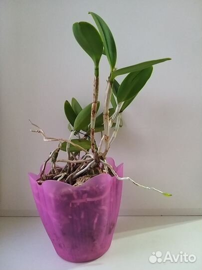 Cattleya 