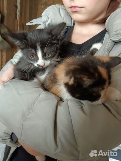 Котятки