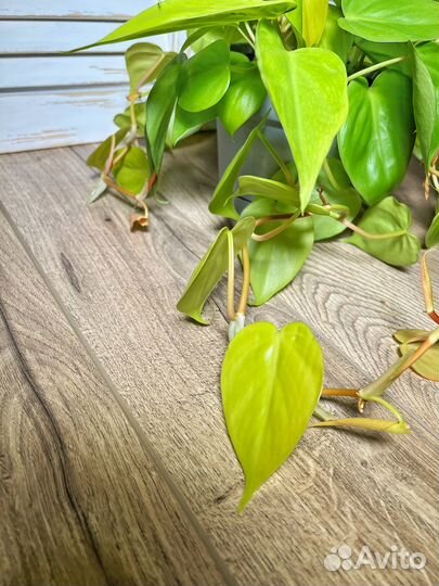 Филодендрон лимон лайм