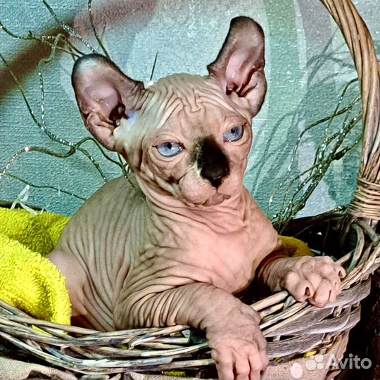 Эльф Канадский сфинкс котенок девочка