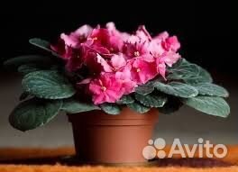 Детки сортовых фиалок