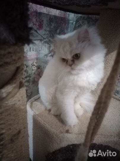 Персидский, 3х летний кот Оскар в добрые руки