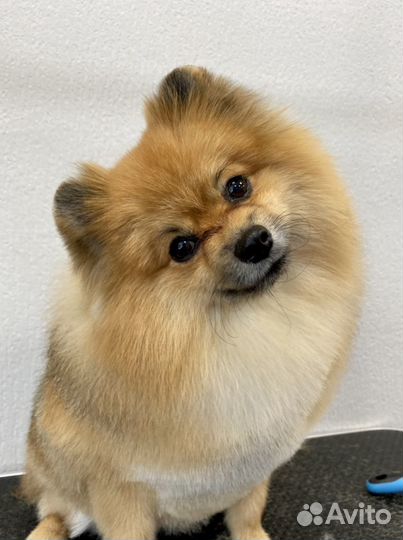 Обучение основам груминга