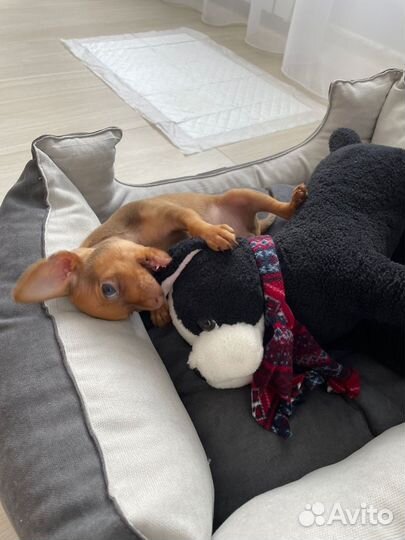 Мини той-терьер