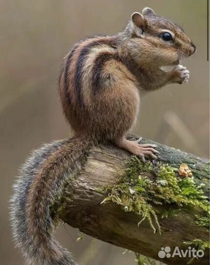 Ратолог по грызунам, осмотр, онлайн консультация о