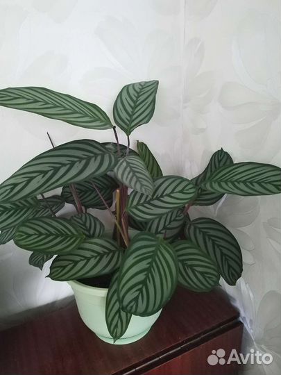 Калатея (ктенанта)