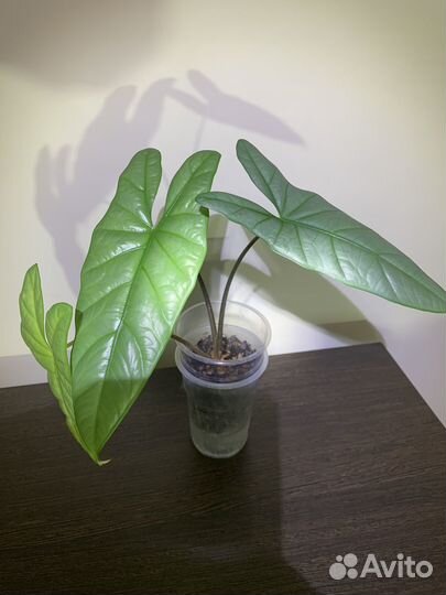 Алоказия коразон