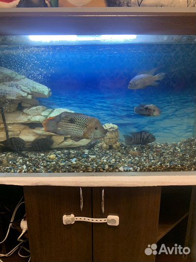 Аквариум