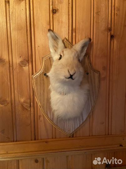 Чучело заяц