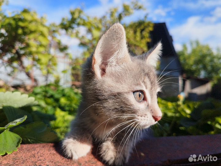 Отдам девочку в добрые руки