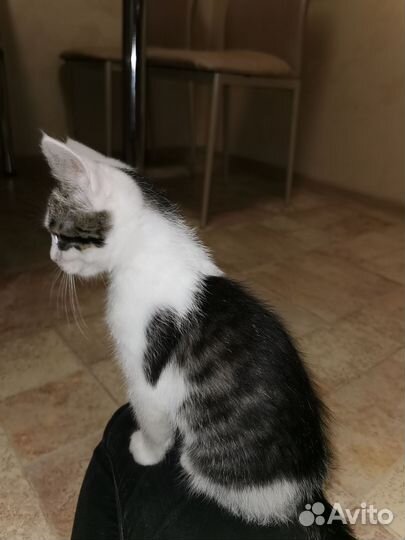 Котенок бездомный