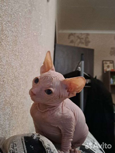 Котёнок Канадский сфинкс