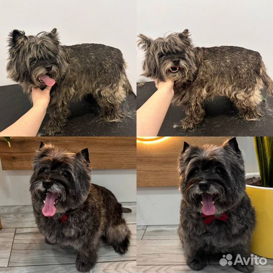 Стрижка собак/Экспресс-линька/Грумер