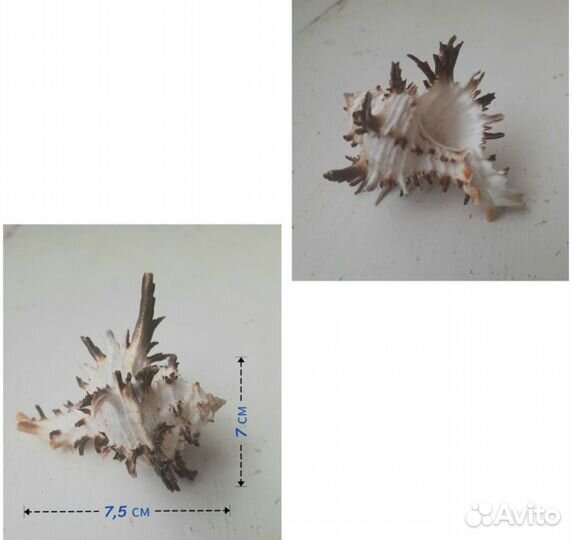 Морские ракушки раковины и морские звезды