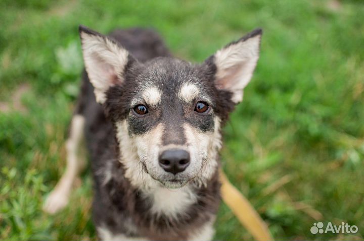 Маленькая собака