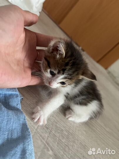 Котенок в добрые руки