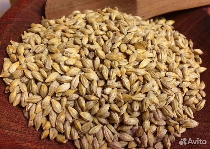 Ячмень -пшеница