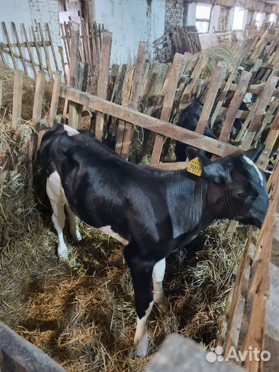 Телята бычки