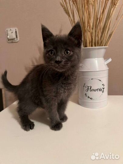 Котята. Девочка Ляля. мальчик метис.В добрые руки