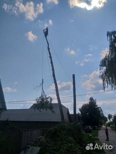 Спиливание деревьев любой сложности