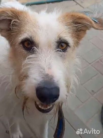 Потрясающий пёс ищет хозяина