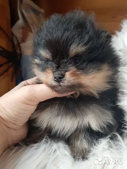 Померанский шпиц девочка и мальчик