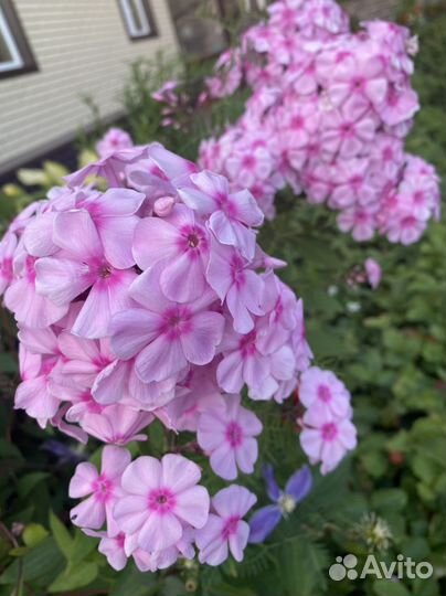 Флоксы многолетние