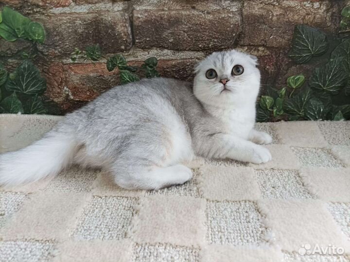 Шотландская девчушка